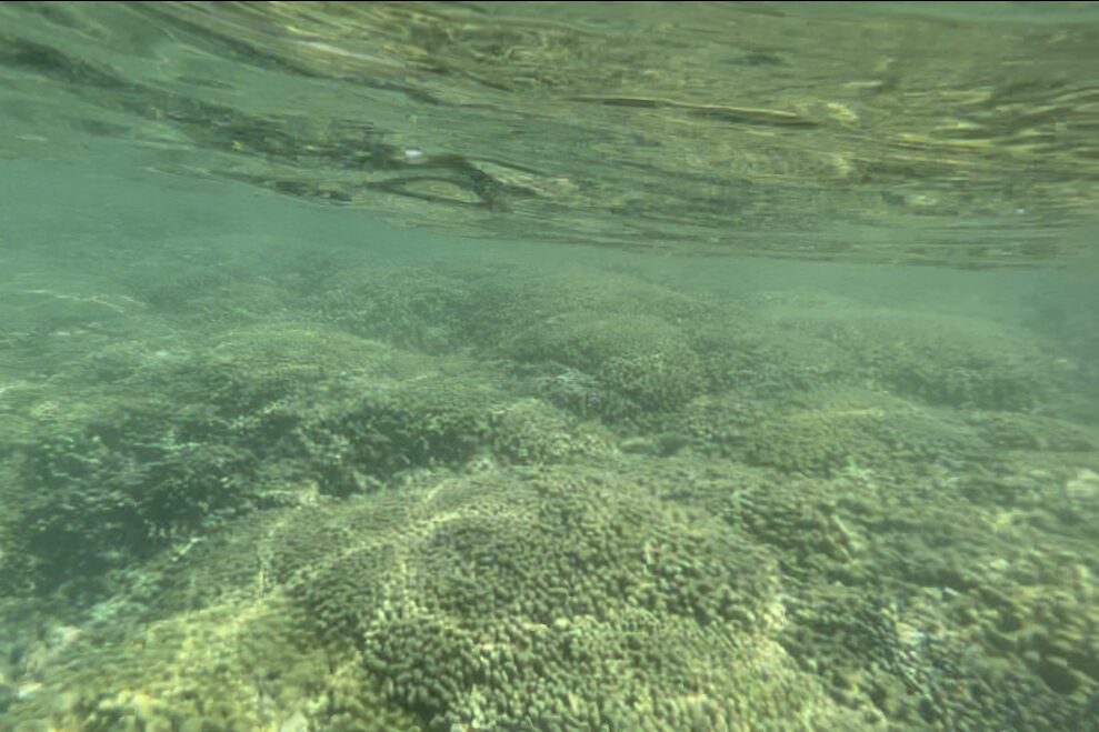 シュノーケリング　珊瑚礁